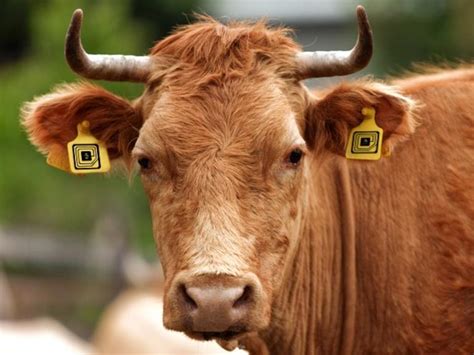 animal rfid tags frequency|livestock tagging system.